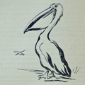 Goolay-yali, The Pelican